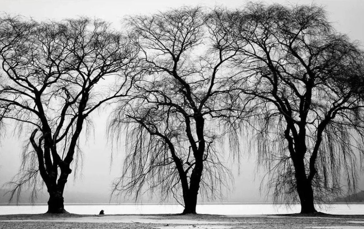 Papier Peint Noir Et Blanc arbre mort Vegetal panoramique