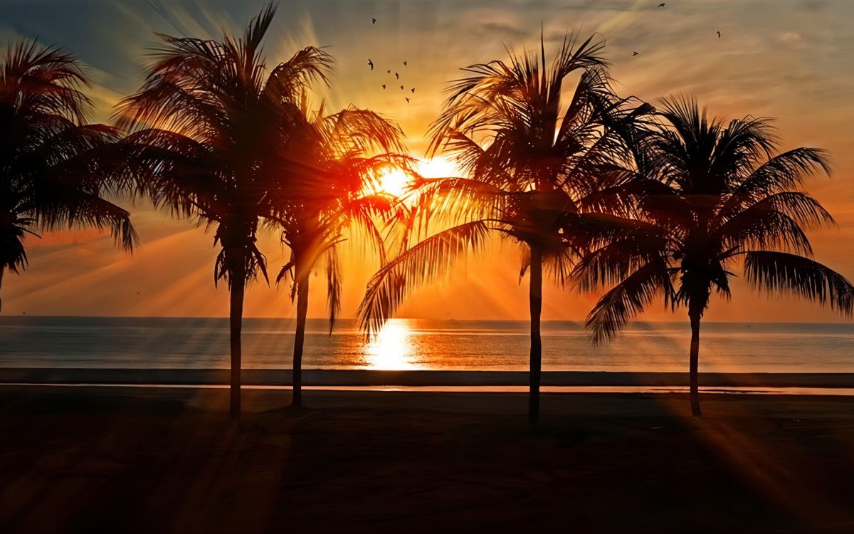 Papier Peint Coucher de Soleil motif Palmier