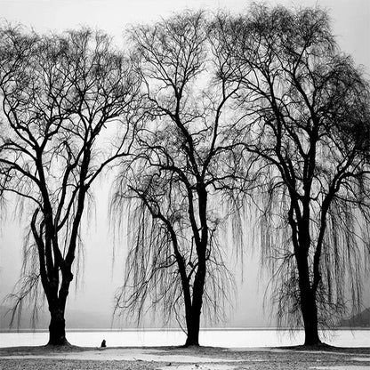Papier Peint Noir Et Blanc Vegetal