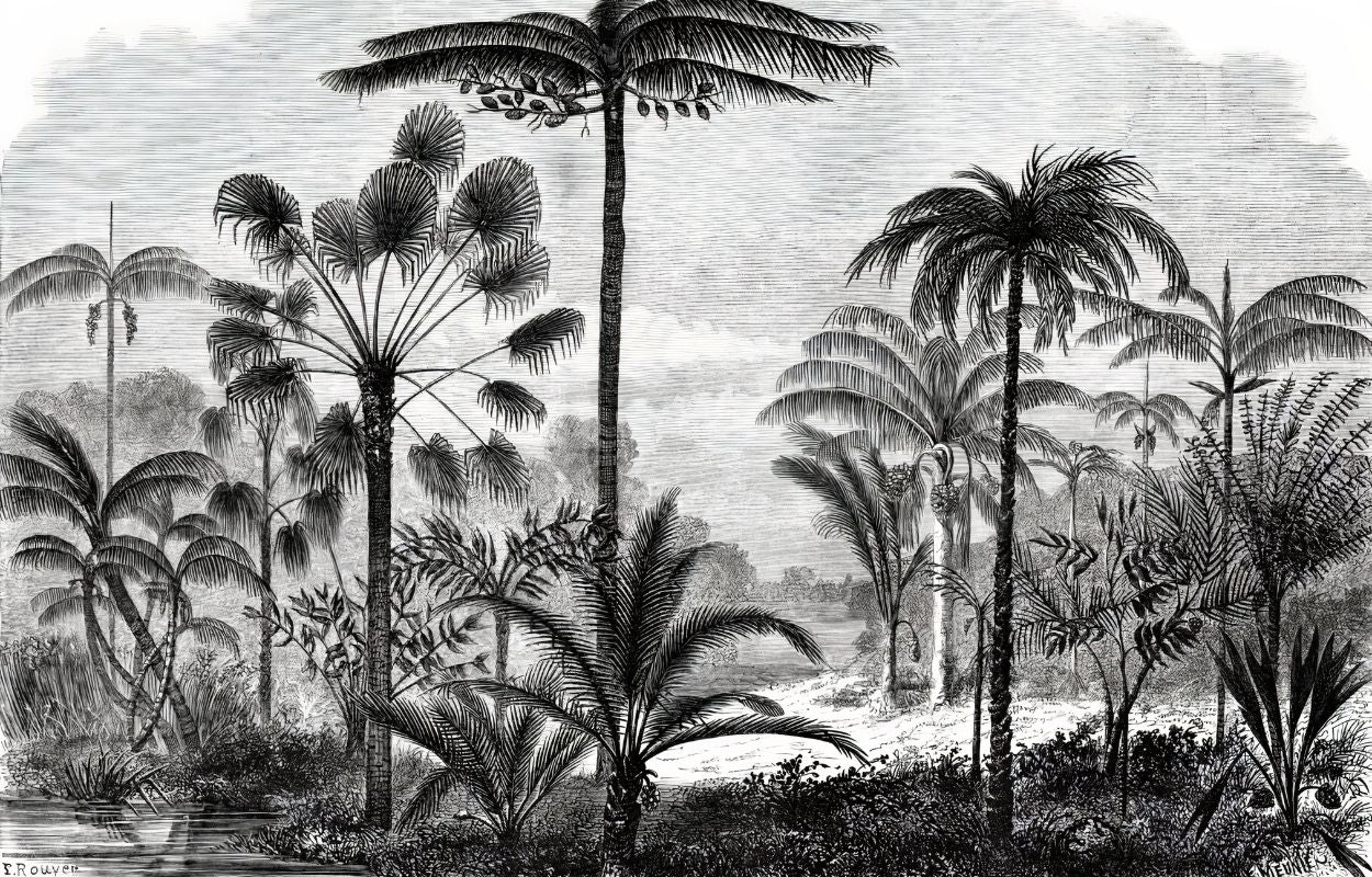 Papier Peint Savane Noir Et Blanc