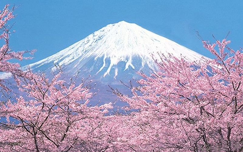 Papier Peint Arbre Japonais