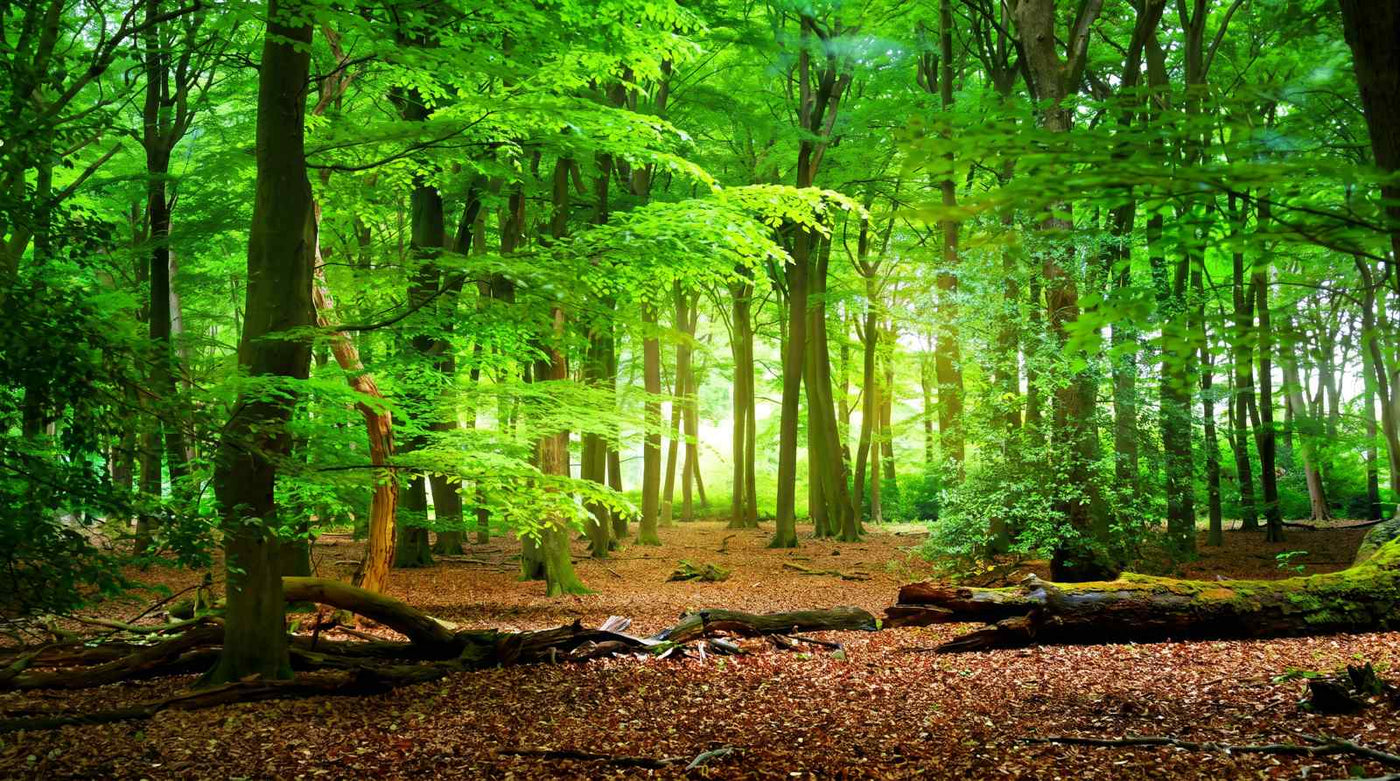 Papier Peint 3D Foret