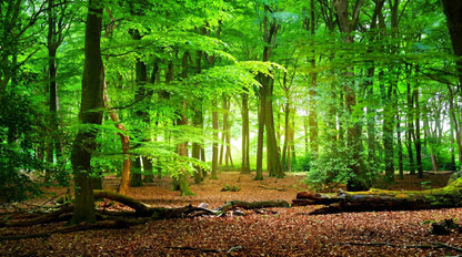 Papier Peint 3D Foret