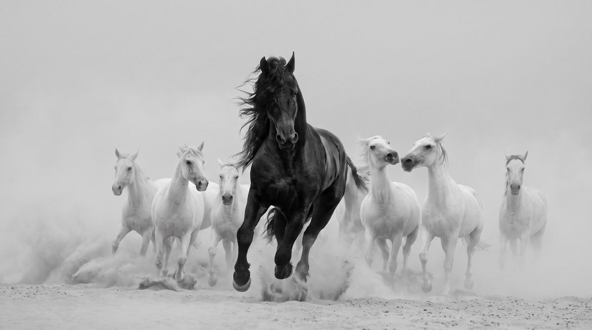 Papier peint cheval noir et blanc