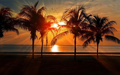 Papier Peint Coucher de Soleil motif Palmier