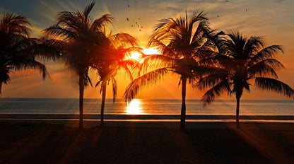 Papier Peint Coucher de Soleil Palmier