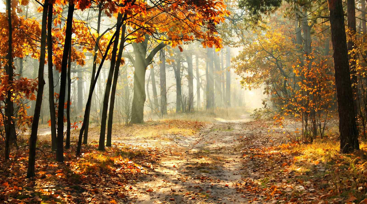 Papier Peint Foret Automne