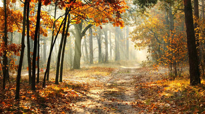Papier Peint Foret Automne