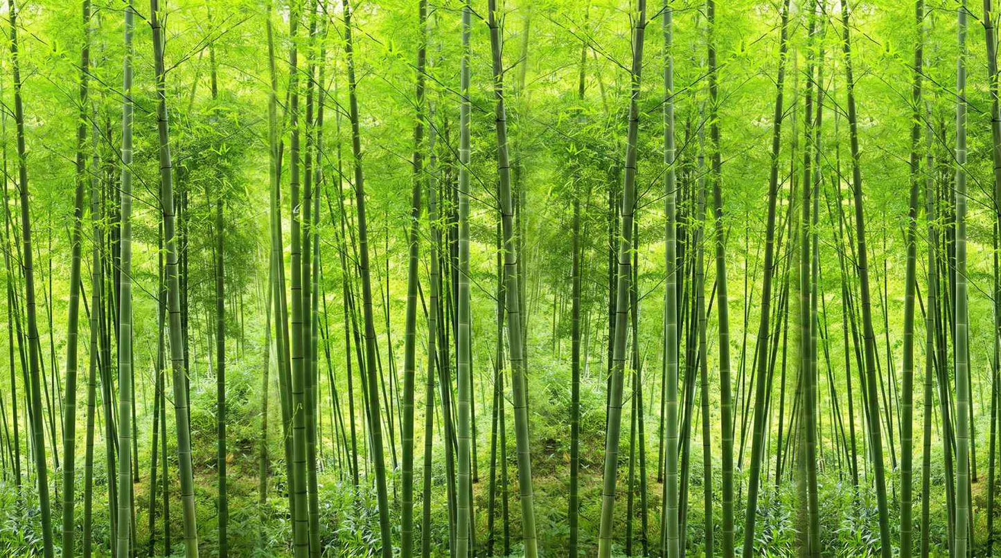 Papier Peint Foret Bambou