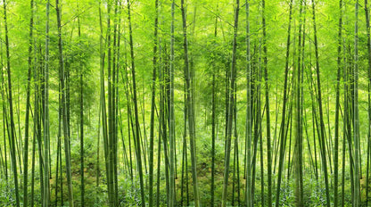 Papier Peint Foret Bambou