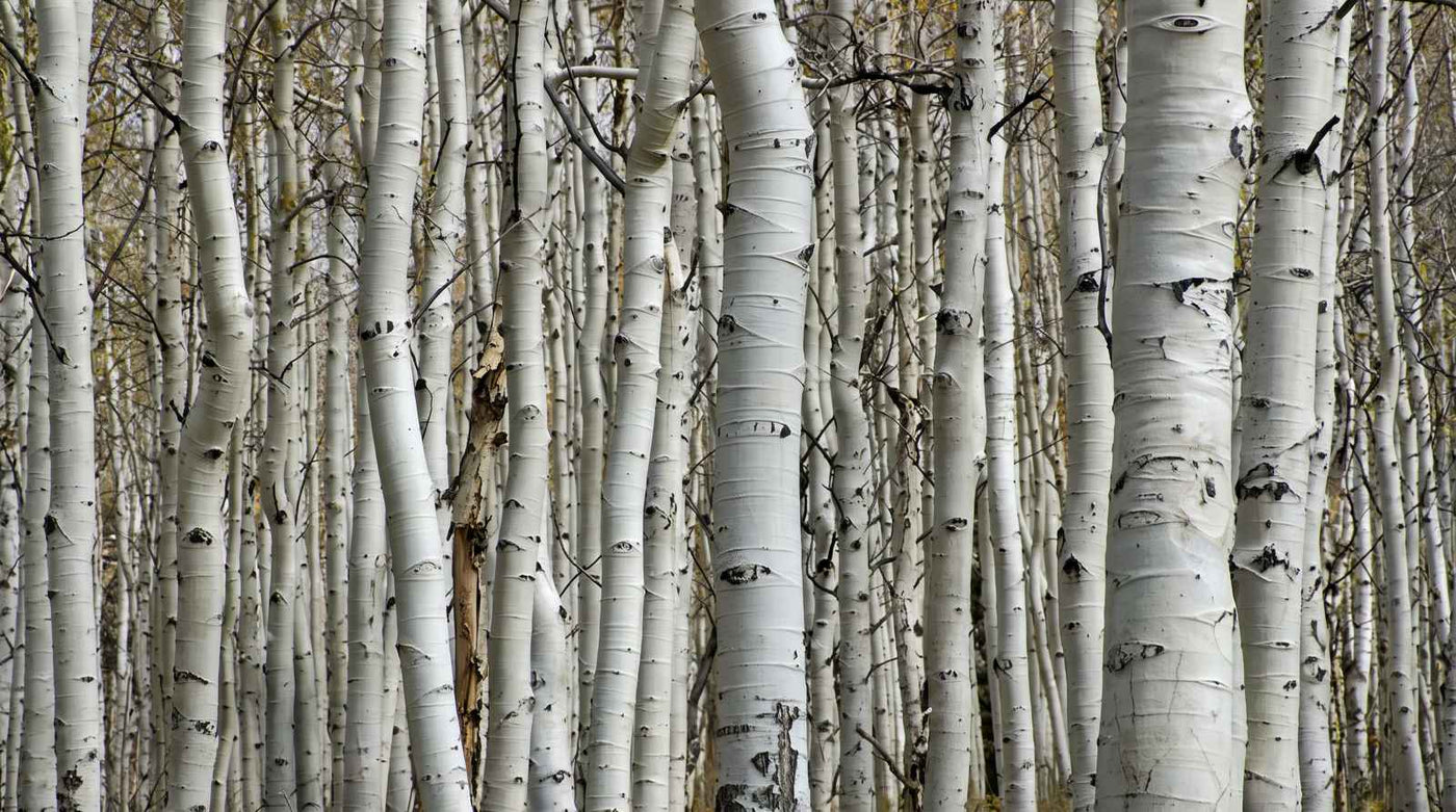 Papier Peint Forêt de Bouleau
