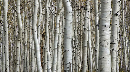Papier Peint Forêt de Bouleau