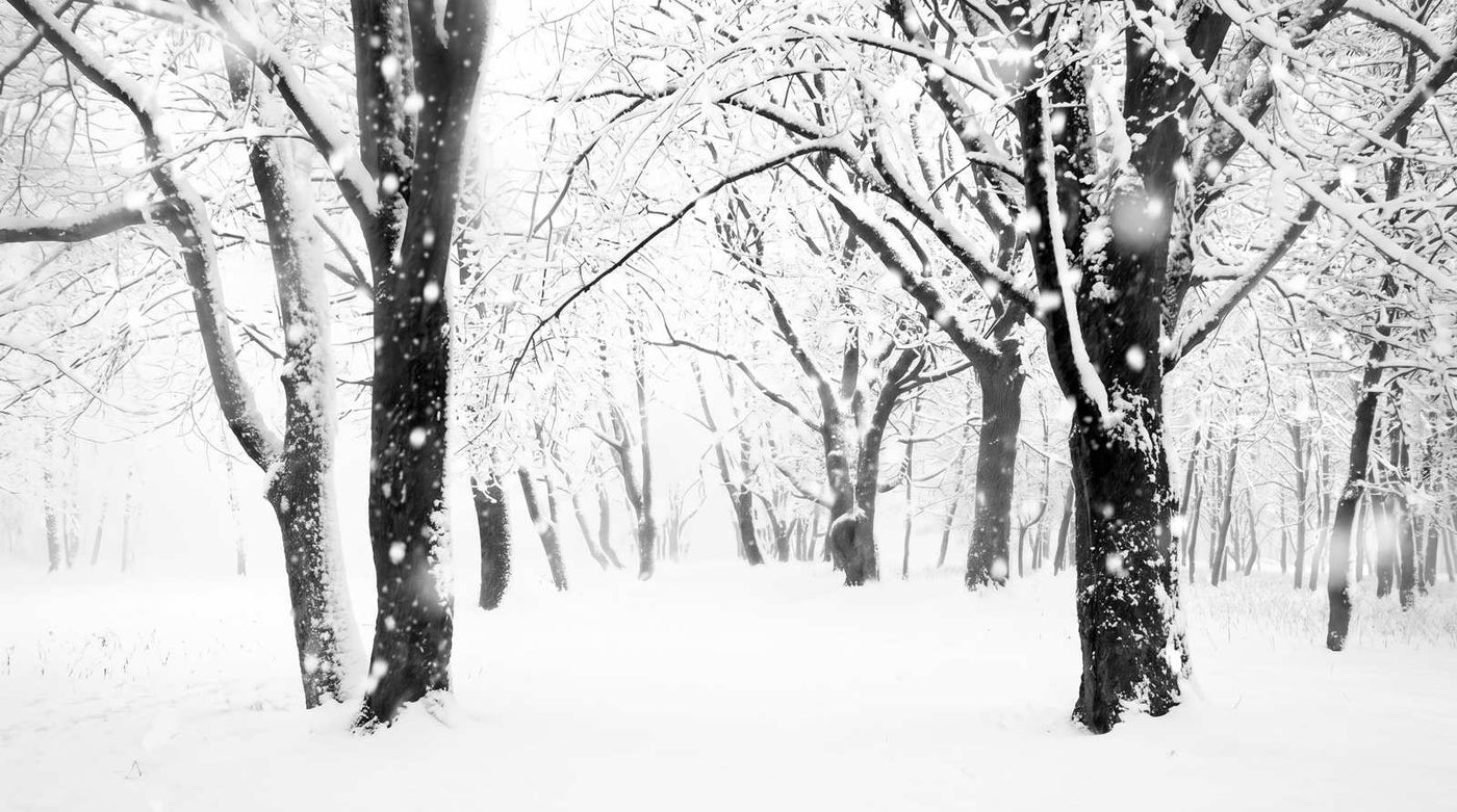 Papier Peint Foret Enneigée