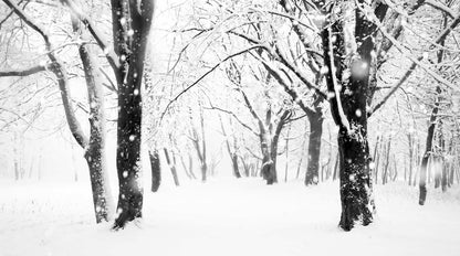 Papier Peint Foret Enneigée