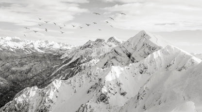 Papier Peint Nature Noir Et Blanc