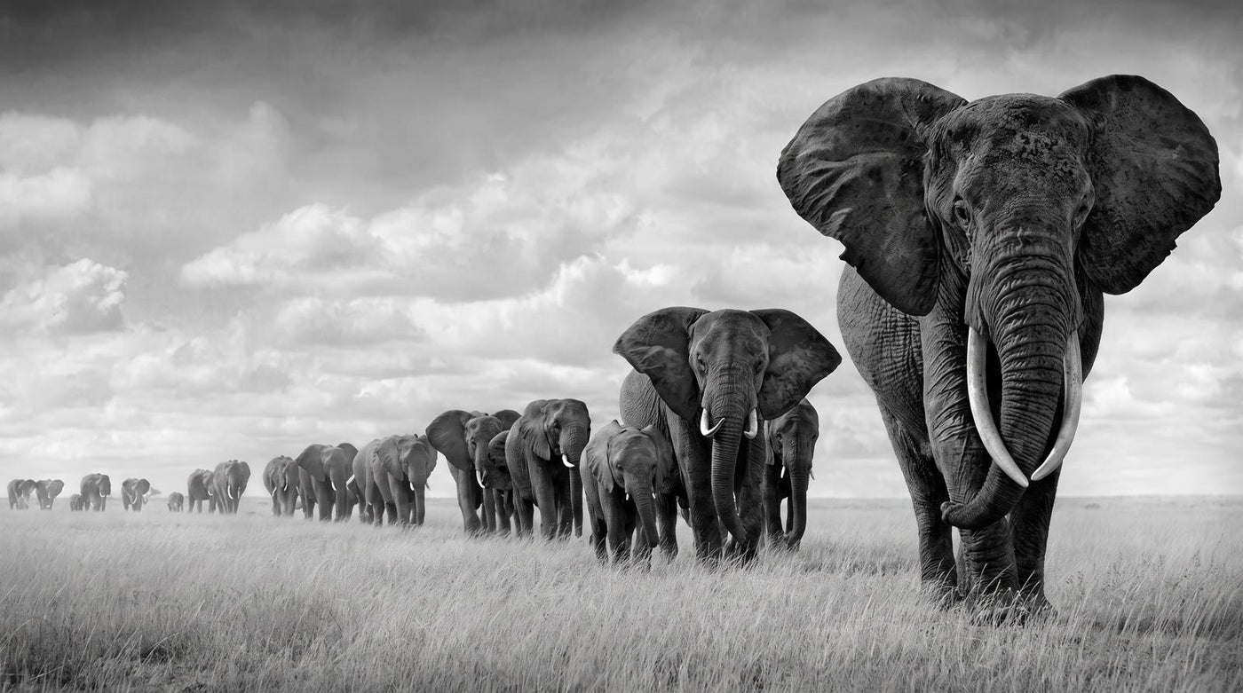 Papier Peint Savane Éléphant