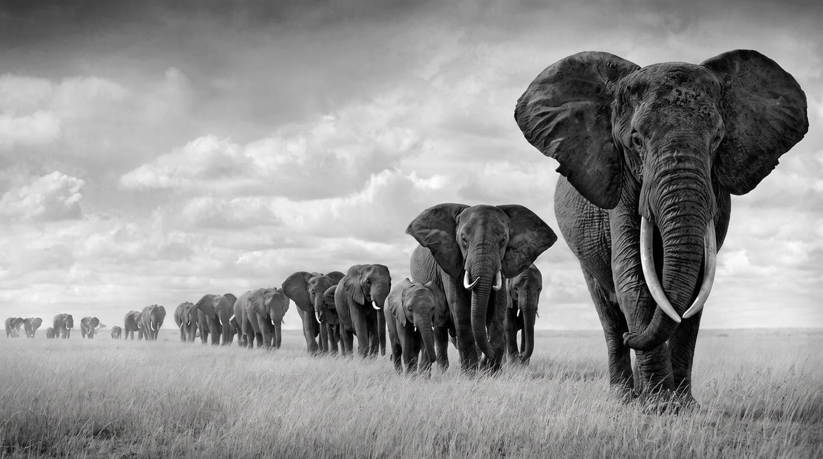 Papier Peint Savane Éléphant