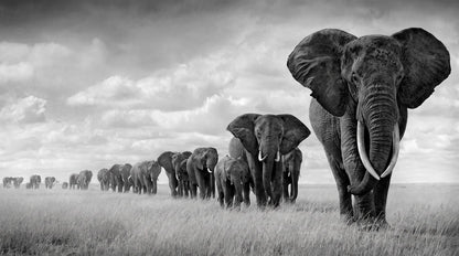 Papier Peint Savane Éléphant