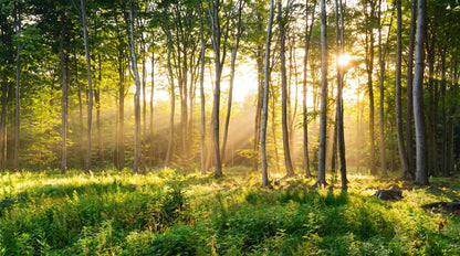 Papier peint tete de lit nature