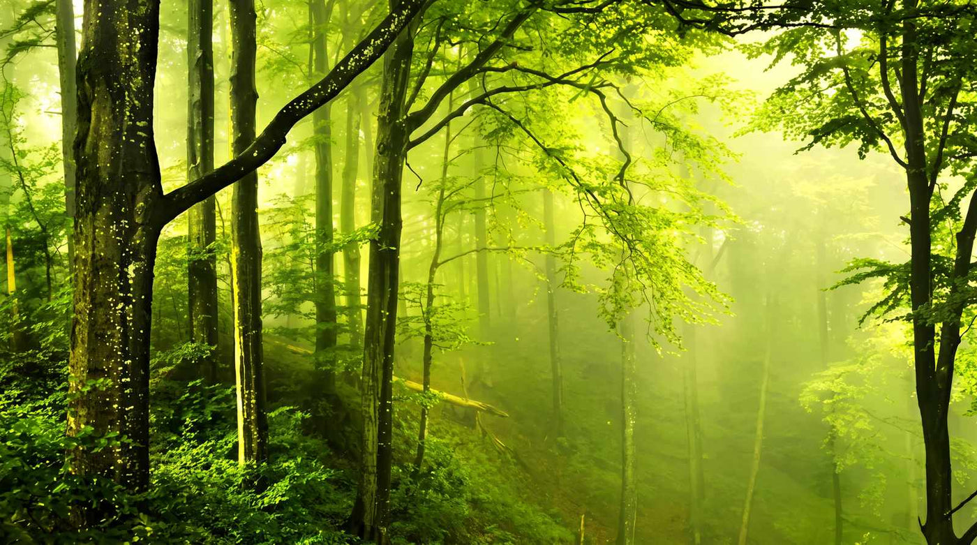 Papier Peint Vert Foret