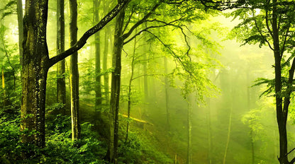 Papier Peint Vert Foret